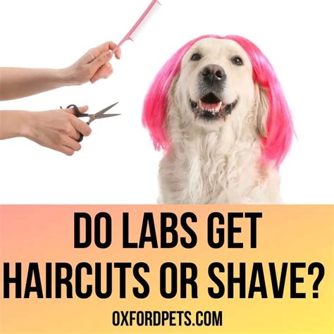 do labradors need haircuts.